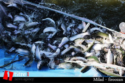 آیین جشن صید ماهی برای اولین بار در استان البرز