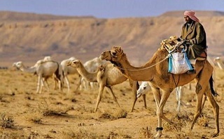 فیلم عجیب ترین شیوه قاچاق شتر به عربستان!
