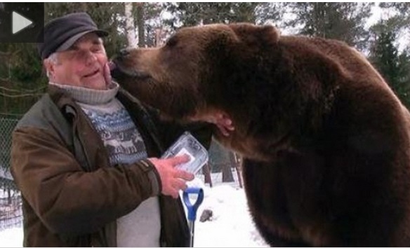 فیلم دوستی عجیب پیرمد 70 ساله با خرس ها