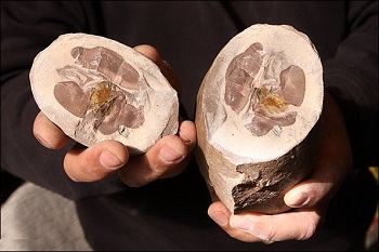 پنج تخم مرغ 120 میلیون ساله دایناسور کشف شد