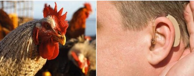 درمان ناشنوایی انسان با کمک مرغ و خروس ها