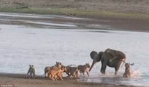 حمله 14 شیر به یک بچه فیل