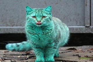 راز گربه سبز رنگ، بلغاری چیست؟/ فیلم