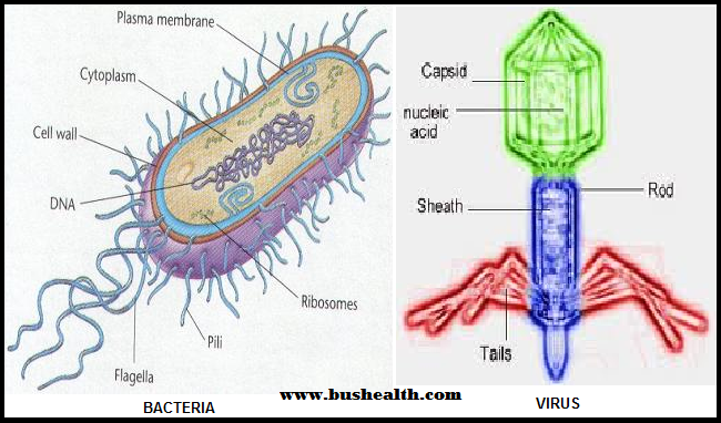ویروس یا باکتری/ تفاوت یا تشابه!
