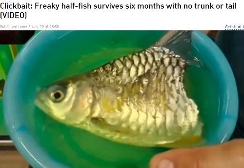 ماهی خارق العاده ای که 6 ماه تنها با نیمی از بدن خود زندگی کرد!