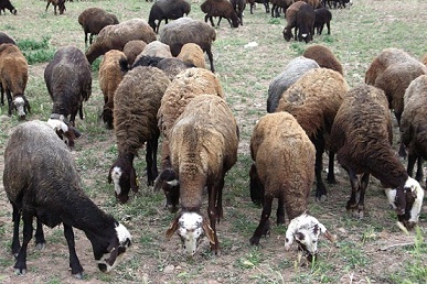 کلیه دامها،گله های گوسفند و بز سنتی روستاهای آسارا و نساء به طور رایگان واکسینه شدند