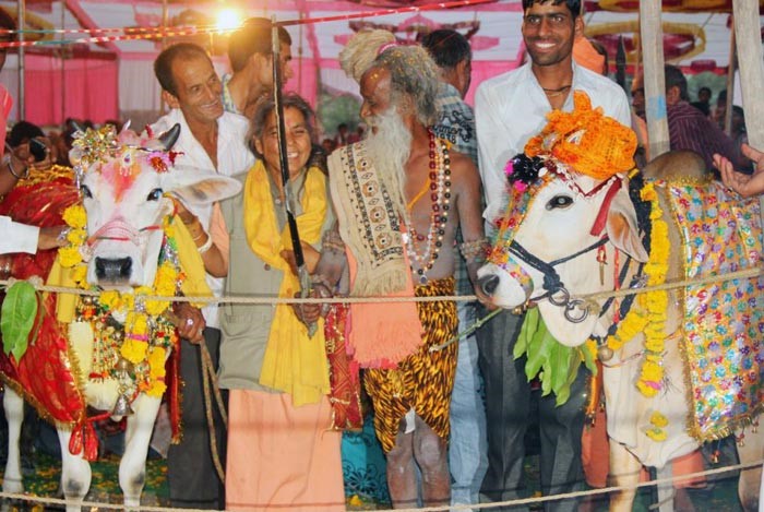 عروسی از نوع گاوی در هندوستان!