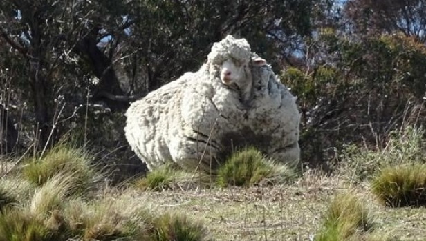 پشمالوترین گوسفند دنیا+ تصاویر