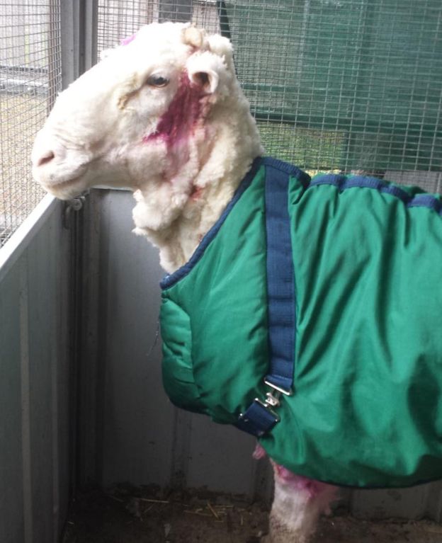 پشمالوترین گوسفند دنیا+ تصاویر