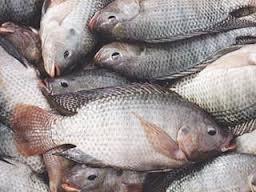 اختلاف نظر در خصوص ورورد ماهی مهاجم تیلاپیا به دریاچه خزر