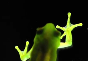 قورباغه سبزرنگ عجیب با بدن شفاف/ فیلم