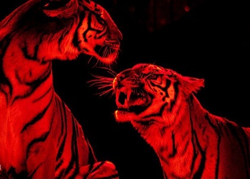 تعیین تکلیف بازماندگان سیرک حیوانات/ خانه جدید ۷ ببر بنگال