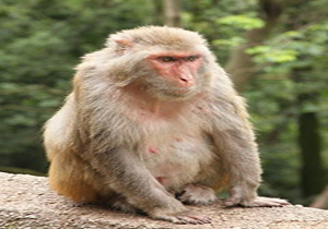 جنگل‌های شمال در تصرف مرگ آور ترین میمون دنیا
