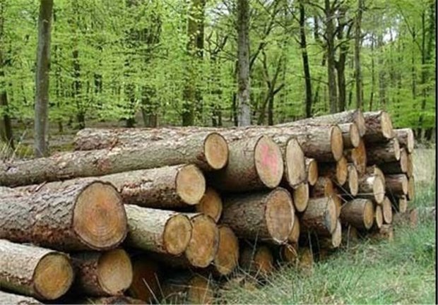حذف جنگل از ایران تا 30 سال آینده/ نیاز درختان به تنفس مصنوعی