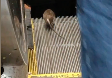 واکنش جالب یک موش شجاع روی پله برقی/ فیلم