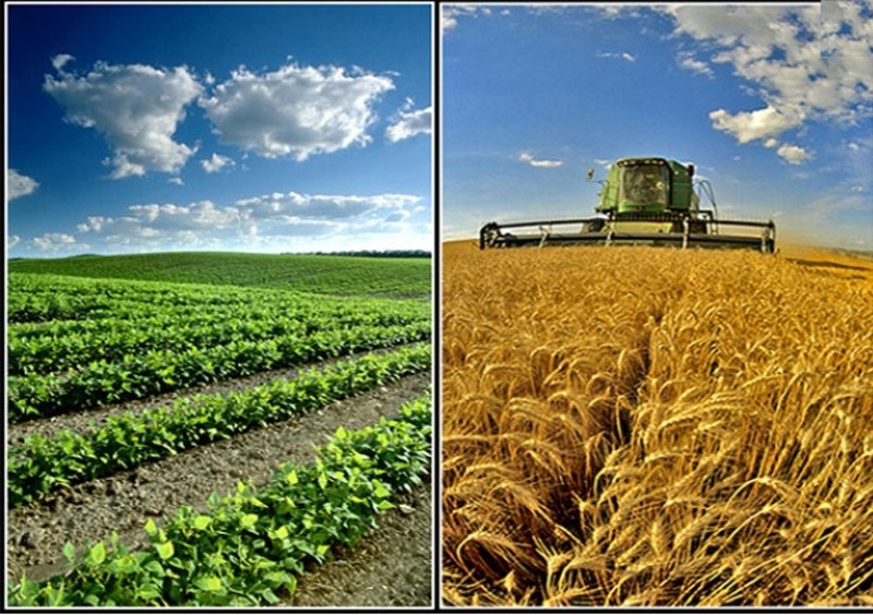 سهم البرز ۲٫۲ درصدی البرز از تولید محصولات کشاورزی در کشور