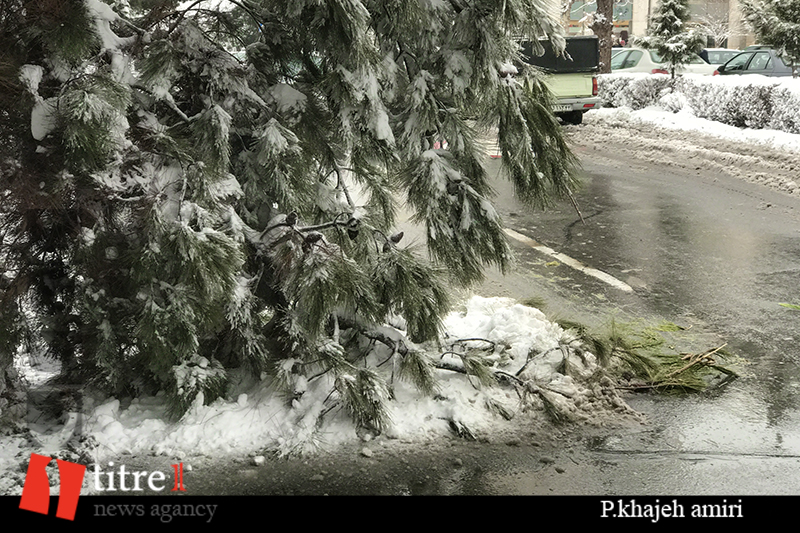 برف روی درختان بهترین آفت کش است/ شهروندان نگران نباشند