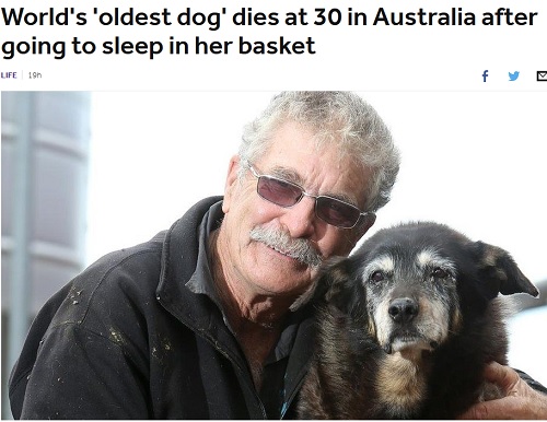 مرگ پیرترین سگ دنیا