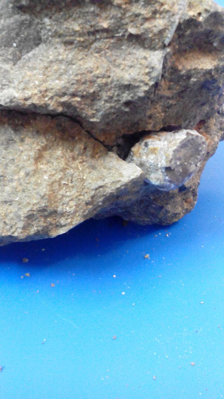 سنگواره های موجوادت دریایی یافت شده در ارتفاعات استان البرز + تصاویر