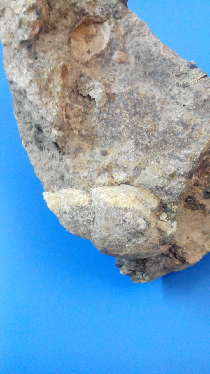 سنگواره های موجوادت دریایی یافت شده در ارتفاعات استان البرز + تصاویر