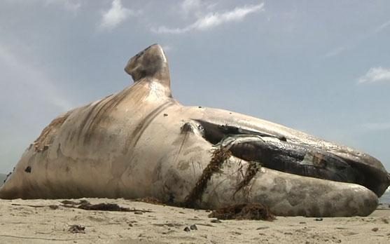 جنازه یک نهنگ عظیم الجثه در ساحل کالیفرنیا