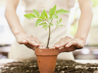 6 راه اورژانسی برای احیای گیاهان پژمرده