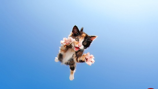 عکس های جالب عکاس معروف/گربه هایی که پرواز می کنند