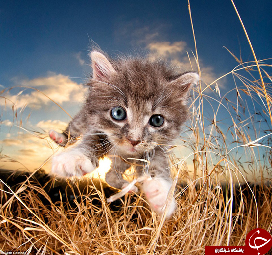 عکس های جالب عکاس معروف/گربه هایی که پرواز می کنند