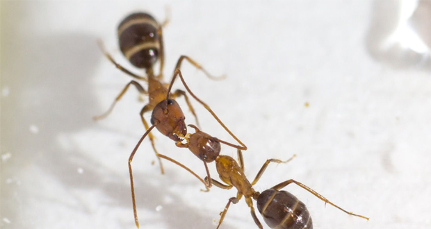 علت بوسه مورچه ها چیست؟