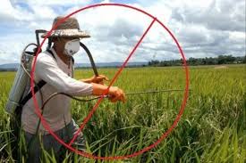 حشرات ضدآفت جایگزین سموم کشاورزی در شهرستان فردیس می شود