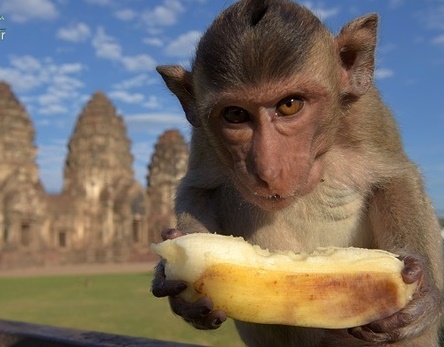 جشن بخور بخور میمون‌ها را ببینید/ تصاویر