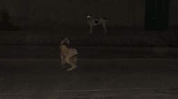 جولان شبانه ی سگ‌های ولگرد در خیابان‌ها دغدغه‌ ی جدید مردم اشتهارد