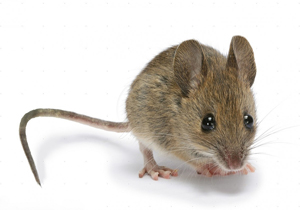 هم‌نوع خواری موش‌ها در متروی نیویورک/ فیلم
