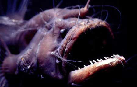 زشت ترین جانوران جهان که تا به حال ندیده اید+ فیلم