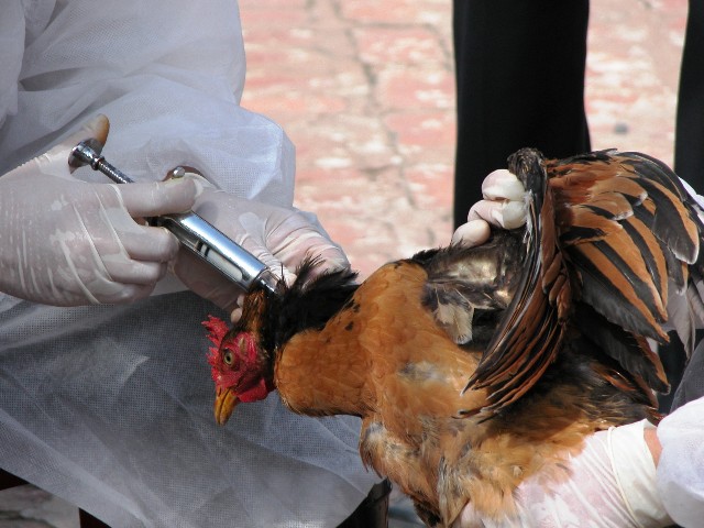۱۷ میلیون قطعه مرغ مبتلا به آنفولانزای مرغی در کشور معدوم شد/ تا کنون این بیماری کنترل نشده است