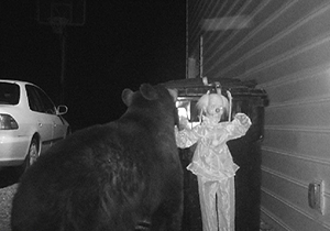 راه حلی ترسناک برای فراری دادن خرس بیچاره/ فیلم