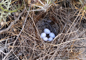 تخم‌گذاری ۱۹ گونه پرنده در تالاب‌های چهارمحال و بختیاری