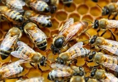 نداشتن جایگاه استقرار ثابت زنبورستان دغدغه زنبورداران/سم پاشی باغدارهاموجب تلفات زنبورهاشد