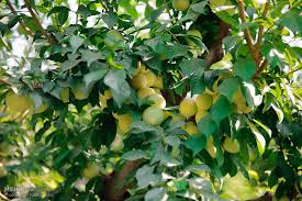 برداشت بیش از ۱۲۶ هزار تن میوه از باغات فردیس