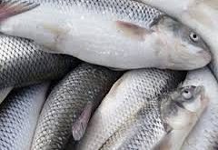 ماهی؛از کرانه ها تا پرورش/ استان البرز5مرکز تکثیرو پرورش قزل آلا دارد/فروش ماهی روی وانت غیرقانونی و غیربهداشتی است