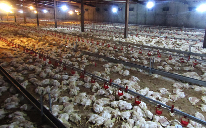 افزایش دما وآمار تلفات طیور، موجب کاهش عرضه و افزایش قیمت مرغ است