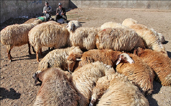 ۳۸ مرکز فروش گوسفند عیدقربان مورد تایید دامپزشکی البرز است
