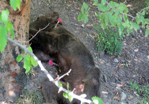 لحظه دلخراش مرگ خرس قهوه‌ای به‌دست مسئولان اداره کل حفاظت محیط زیست گلستان! + فیلم (18+)