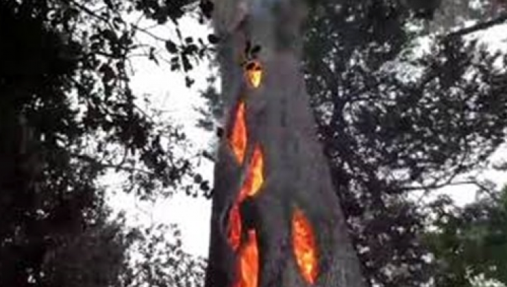 درختی که از درونش شعله‌های آتش زبانه می‌کشد + فیلم