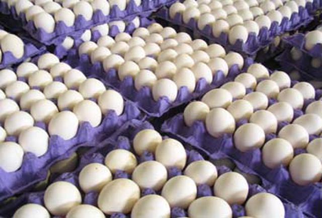 واردات پودر تخم مرغ دردسر ساز شد/ ثبات نسبی قیمت در بازار