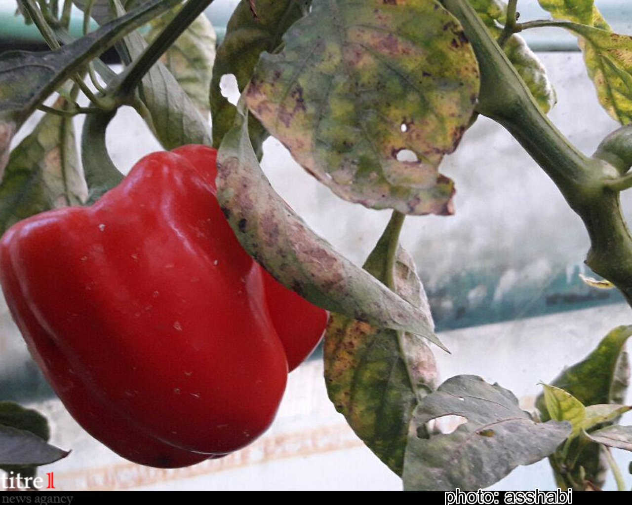 واردات میوه خارجی کمر باغداران را می شکند/ یگانه سبزه پرور: درآمد سالانه حداقل 60 میلیون محصول اراده ماست/ مدرک گرایی آفت جدی اشتغال جوانان کشور