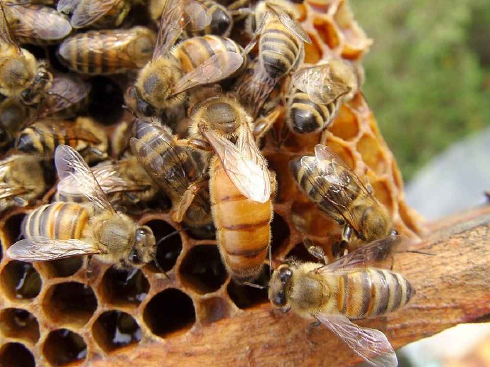 اجرای طرح زنبور اصلاح شده ایرانی، قاچاق ملکه به کشور را ریشه کن می کند/ واردات گوشت، ثمره عدم حمایت از تولیدات دامداران