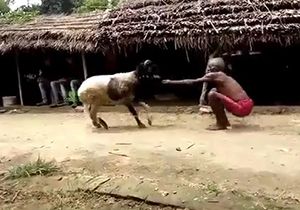 مبارزه عجیب پیرمرد هندو با یک گوسفند + فیلم