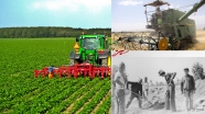 افزایش 150 درصدی تولید گندم آبی بعد از انقلاب در البرز/ کرج رقم لاله سفید را در جهان ثبت کرد/ صادرات سالانه 180 میلیون دلار محصول کشاورزی