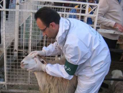 شرکت نواندیش البرز تولیدکننده اولین گوسفندهای چندقلوزا و بی دنبه در کشور/  آمیخته گری با نژاد 
